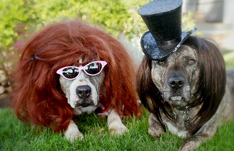 Rockstar Pit Bull Terriers Rockstar Pit Bull Terriers