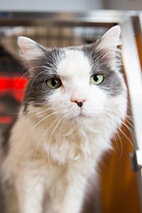 Gary, a mature, grey-and-white cat, didn’t look cranky, but he sure acted like it