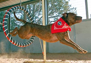 Dobie the dog jumping through a hoop during his agility training to become a narcotics dog
