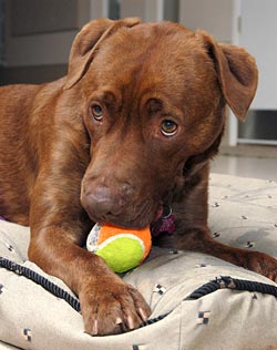 Dobie the dog chewing on tennis ball. He is in training to become a drug-sniffing dog (narcotics canine).