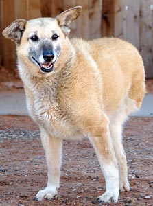 Cleo the dog, who is missing a leg Cleo the dog, who is missing a leg