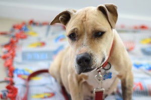 Ellen the Vicktory dog who was rescued from Michael Vick's fighting ring was loved by all who met her