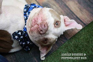 Betty the pit bull terrier with canine heartworm