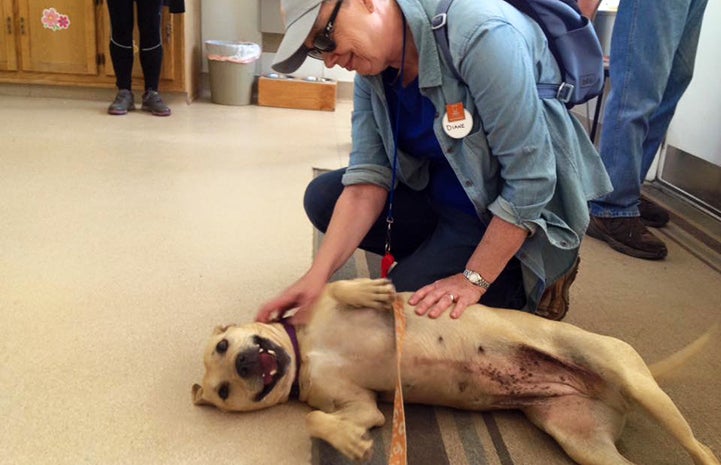 Joy the pit bull terrier mix getting a belly rub