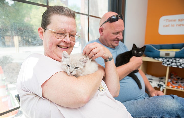 Porcelain the kitten being adopted