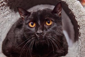 King Kong the all-black adoptable cat