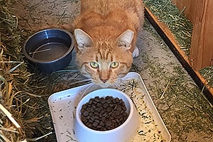 Pumpkin, a working cat from the Pet Adoption and Spay/Neuter Center in Los Angeles, takes a break from patrolling the ranch 