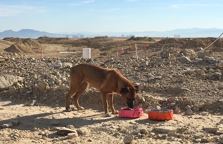 Alma the dog being fed at the construction site