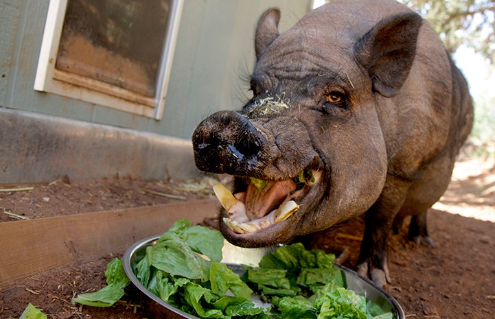 Hogan the potbellied pig eating lettuce