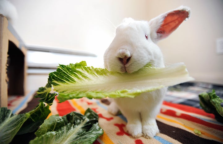 Cupid the rabbit eating romaine lettuce