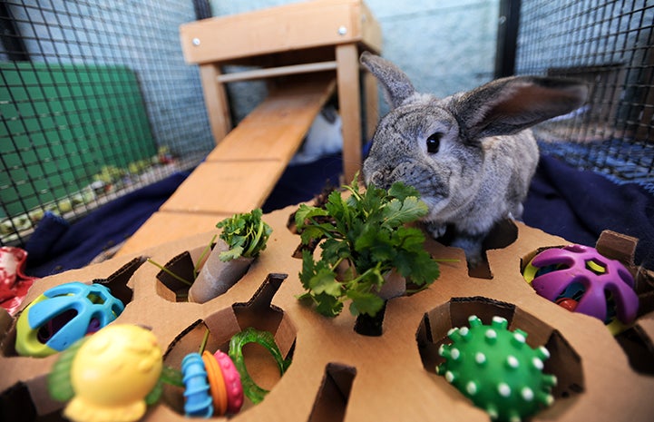 Jessica the rabbit eating cilantro out of a puzzle toy