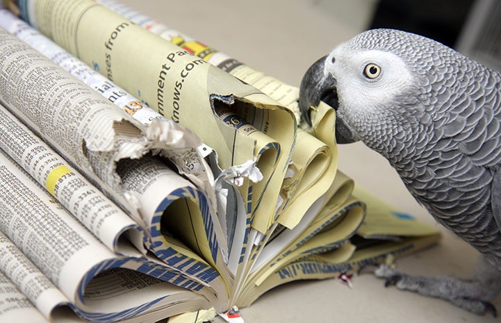 African grey parrot chewing on a phone book