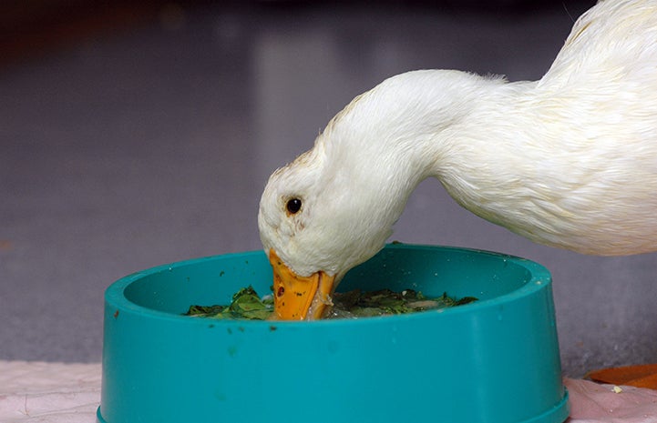 Cedar the duck eating lettuce