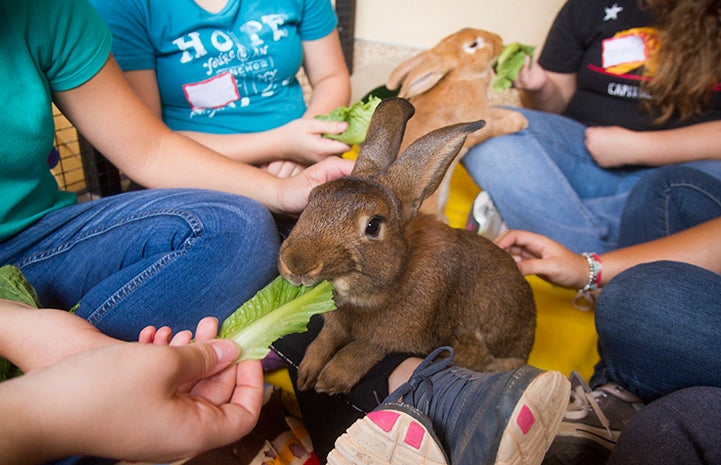 Volunteers feeding lettuce to a rabbit
