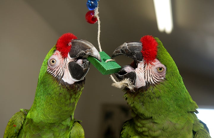 Colonel Potter and Major Houlihan the parrots chewing on a toy
