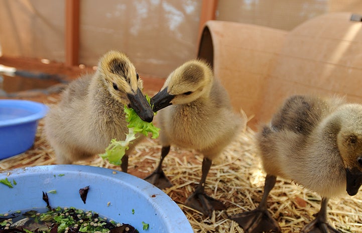 Canadian goslings eating lettuce