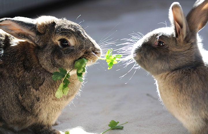 Wilson and Lola the rabbits eating cilantro