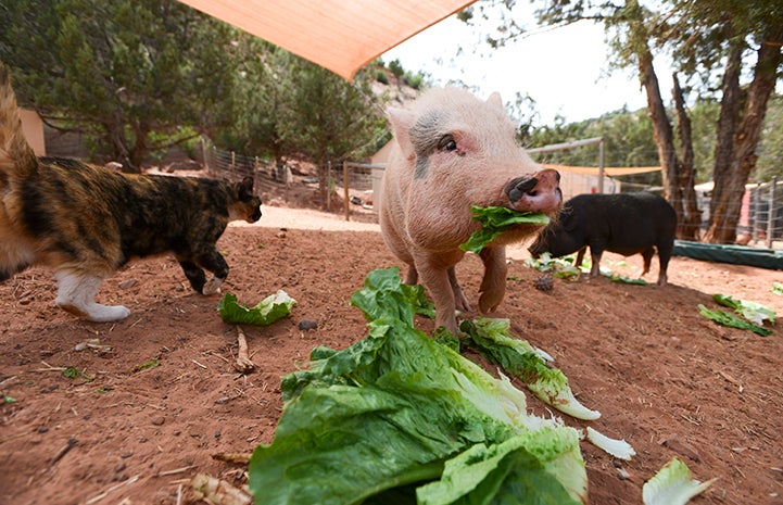 Pig eating lettuce with a cat walking by
