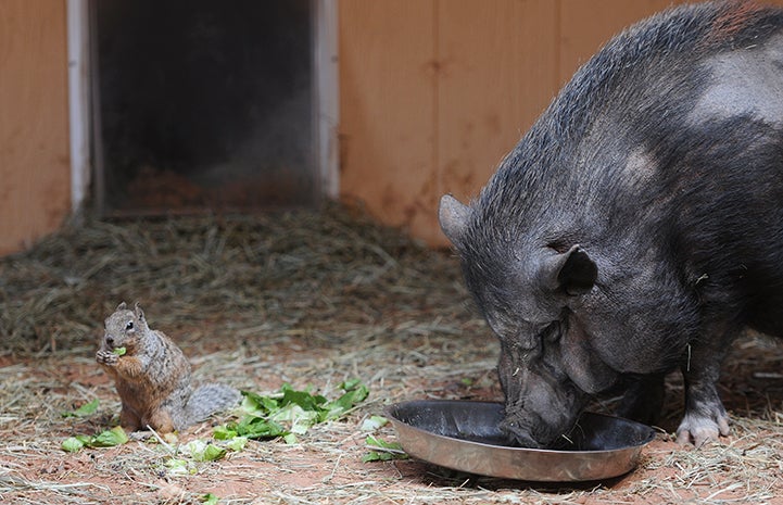 Penelope the pig and a squirrel eating lettuce