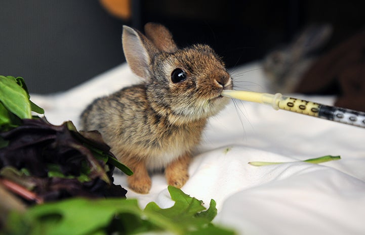 Baby cottontail rabbit being fed from a syringe