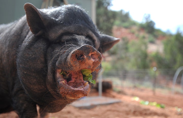 Foraging pig