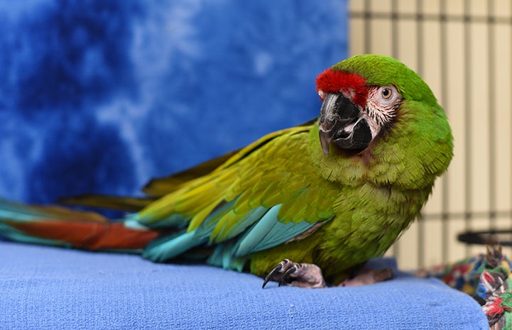 Louie the military macaw