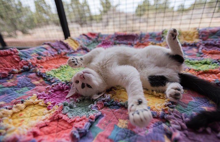 Cookie the kitten goofing around on a colorful blanket