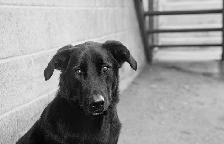 Black lab with NKUT coalition