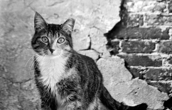 Calico cat with NKUT coalition