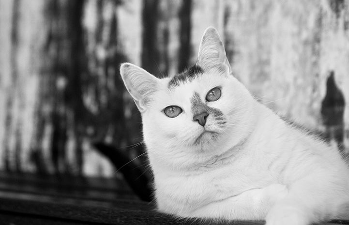 Mostly white cat with NKUT coalition