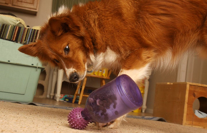 Dog playing with a food puzzle