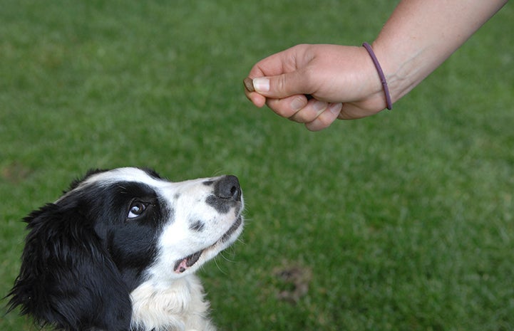 Dog waiting to eat a treat