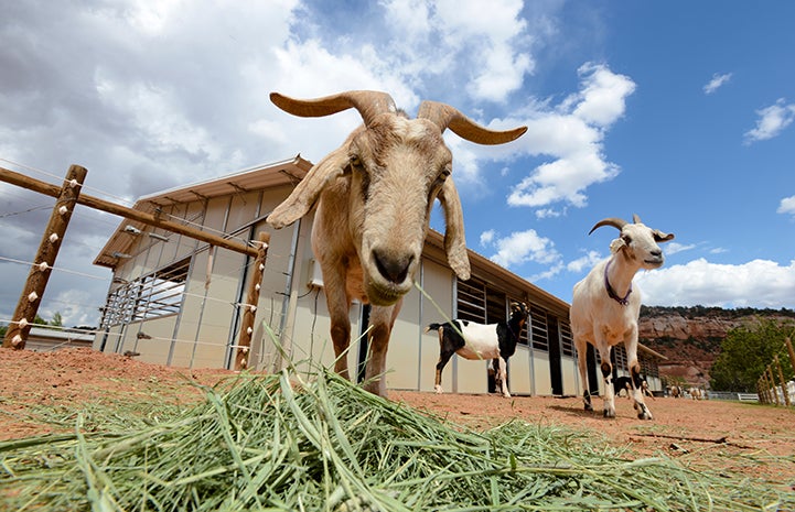 Goat eating hay