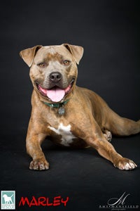 Marley, a rambunctious youngster who required several knee surgeries to get healthy