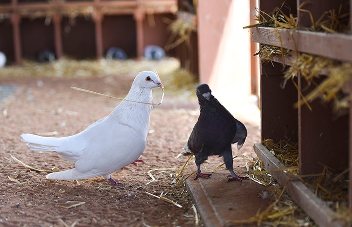 The other pigeon is not impressed with Shannon's piece of hay