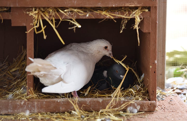 Shannon the pigeon still tries to use his hay to woo his female
