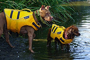 Pippa enjoys an outing to a nearby lake with her big sister, Siri, the pit bull terrier
