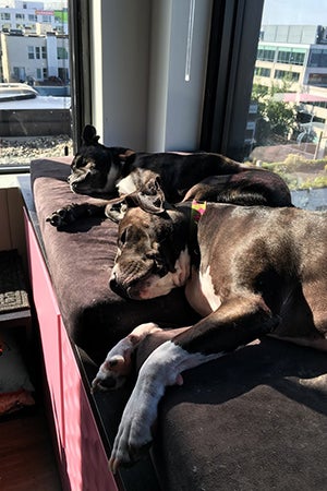 Margot catching sunbeams and taking in the view with the family’s other dog, a Boston terrier named Bruce