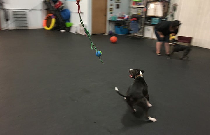 Margot the pit bull terrier playing with her rope toy