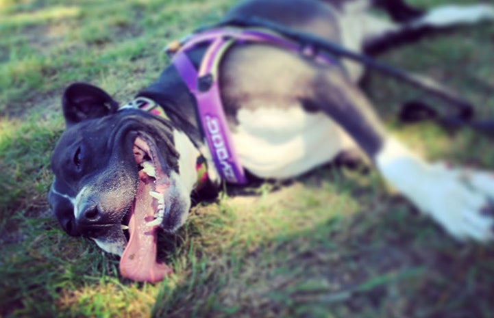 Margot the pit bull terrier loving life