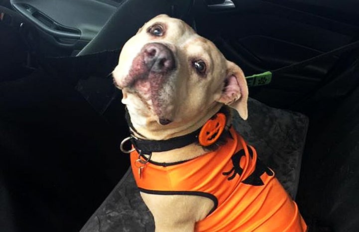 Roomba is a free spirit who likes to feel the wind in her ears during car rides