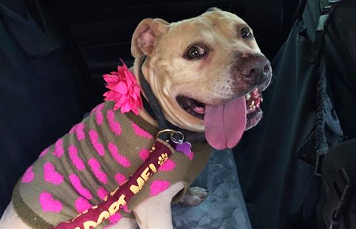 It was love at first sight when Amy met Rooma