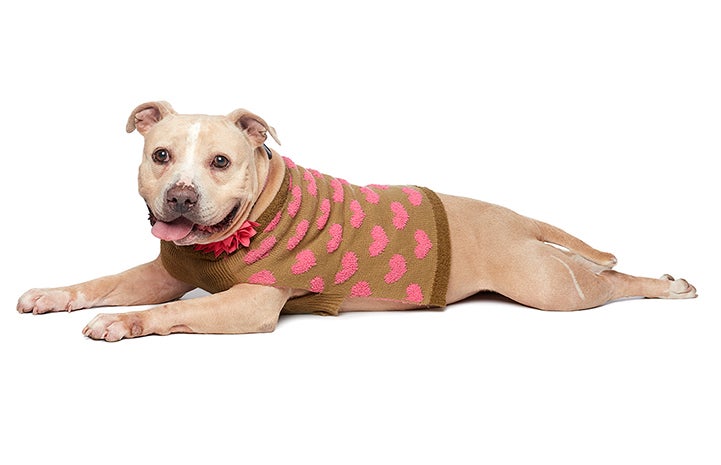 Roomba looking beautiful in her heart-covered sweater