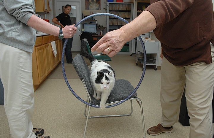 Raed the cat jumps through hoops for Dr. Frank during clicker training