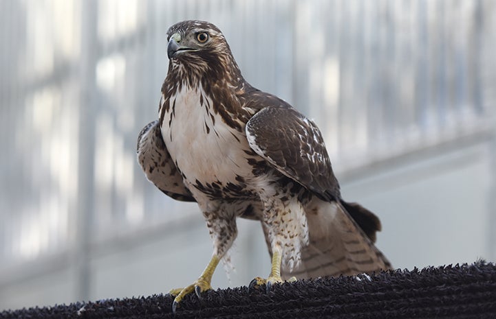 Red-tailed Ferruginous Hawk undergoing rehabilitation at Wild Friends