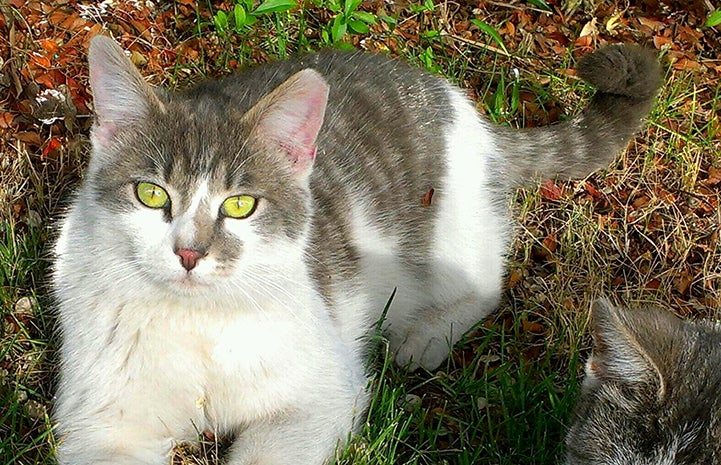 Ear-tipped gray and white cat