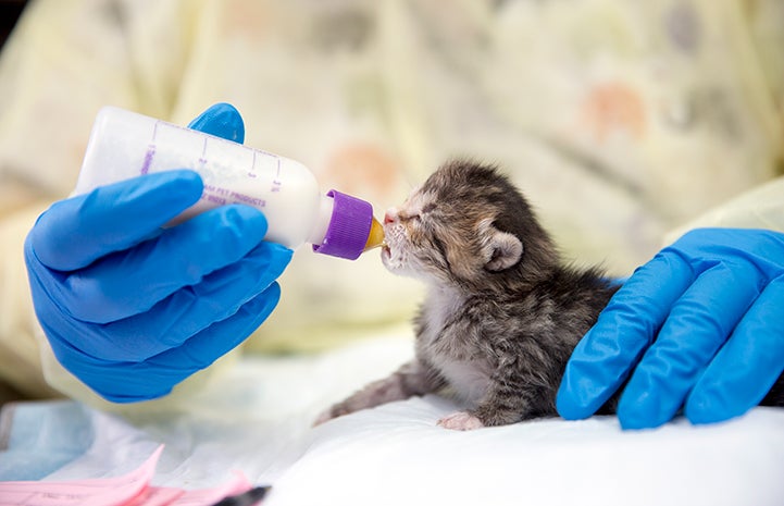 Neonatal kitten drinking from a bottle