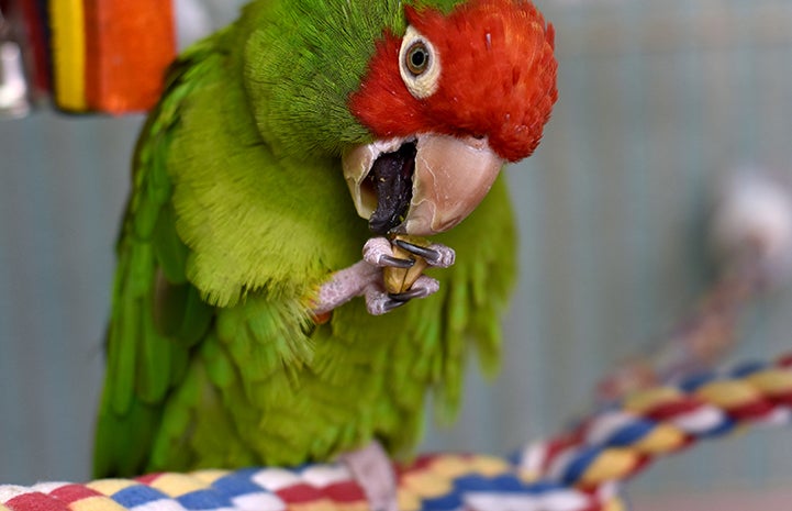 Echo the parrot eating a treat on a perch