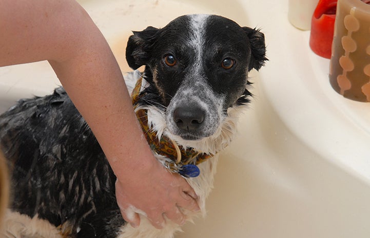 Jemma the dog getting a bath