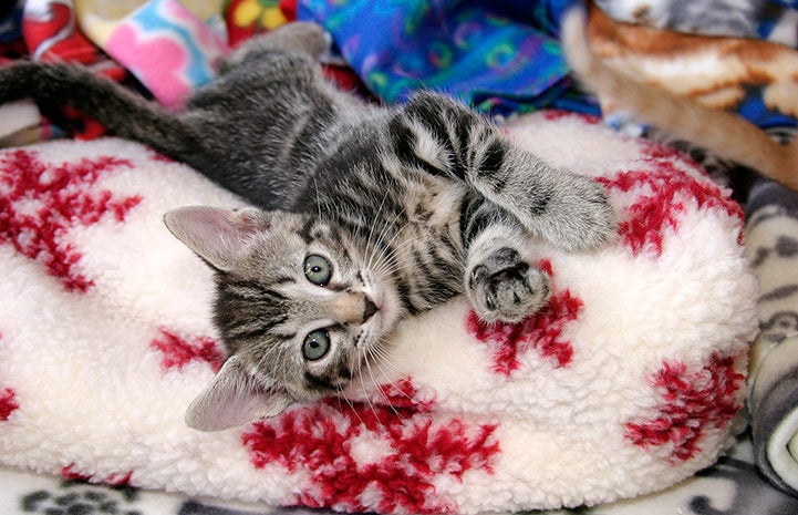 Kitten snuggling on a fleece blanket